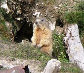 45 Marmotta